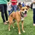 Cadela de três patas ganha novo lar após feira de adoção na Serra