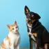 Mais de 21 mil cães e gatos já estão protegidos contra a raiva na Serra