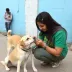 Serra encerra campanha antirrábica com mais de 57 mil animais vacinados