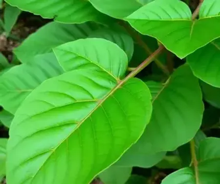 Coca