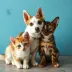 Cariacica abre 150 vagas para castração gratuita de cães e gatos