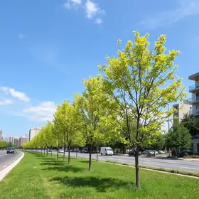 Plano de Arborização Urbana leva 400 novas árvores para Porto Dourado