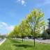 Plano de Arborização Urbana leva 400 novas árvores para Porto Dourado
